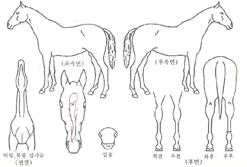 ¾Æ¸®µû¿îÀÚ¸¶ÀÇ Ãø¸é,¿ì¸é,µÞ¸é,µÎ»ó,´Ù¸®ÀÇ Æ¯Â¡µµÇØ