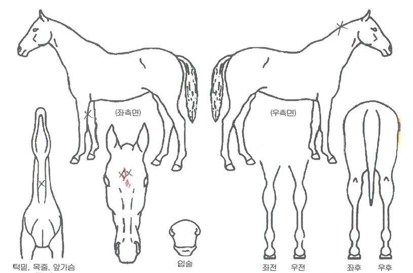 °ñµå·°Å°ÀÇ Ãø¸é,¿ì¸é,µÞ¸é,µÎ»ó,´Ù¸®ÀÇ Æ¯Â¡µµÇØ