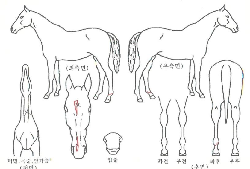 Áß¾Ó´ë·ÎÀÇ Ãø¸é,¿ì¸é,µÞ¸é,µÎ»ó,´Ù¸®ÀÇ Æ¯Â¡µµÇØ