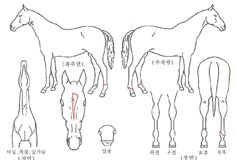 ¾îÂÞ±¸¸®ÀÇ Ãø¸é,¿ì¸é,µÞ¸é,µÎ»ó,´Ù¸®ÀÇ Æ¯Â¡µµÇØ