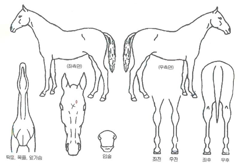 ÄèÇѵ¹Ç³ÀÇ Ãø¸é,¿ì¸é,µÞ¸é,µÎ»ó,´Ù¸®ÀÇ Æ¯Â¡µµÇØ