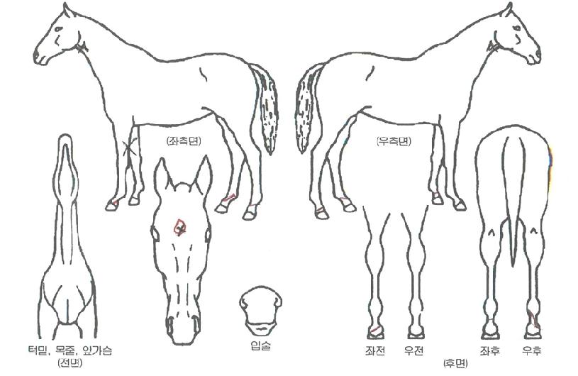 ⿵·ÎÁîÀÇ Ãø¸é,¿ì¸é,µÞ¸é,µÎ»ó,´Ù¸®ÀÇ Æ¯Â¡µµÇØ