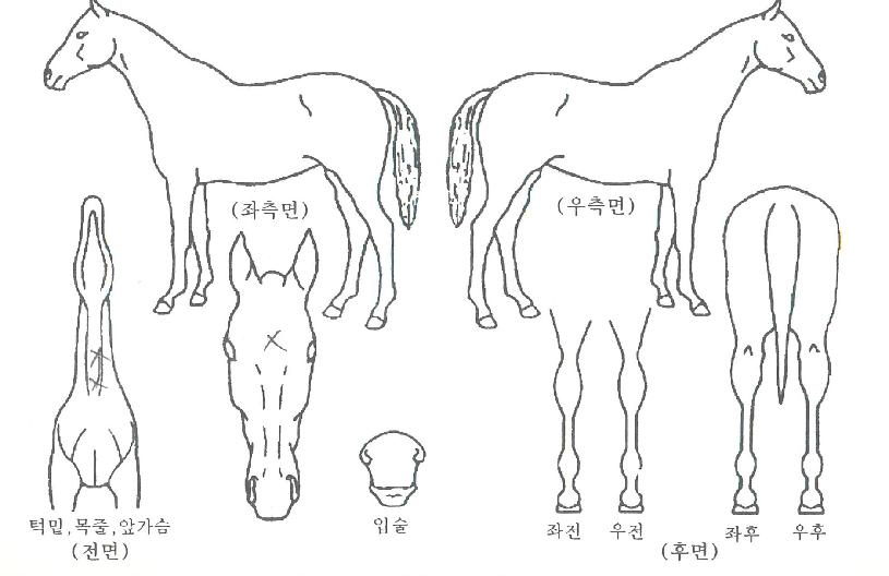 ·Ð¿ÍÀÌÀÇ Ãø¸é,¿ì¸é,µÞ¸é,µÎ»ó,´Ù¸®ÀÇ Æ¯Â¡µµÇØ