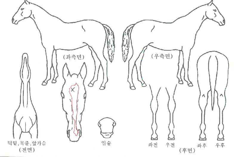 ÁöºÀºí·çÀÇ Ãø¸é,¿ì¸é,µÞ¸é,µÎ»ó,´Ù¸®ÀÇ Æ¯Â¡µµÇØ