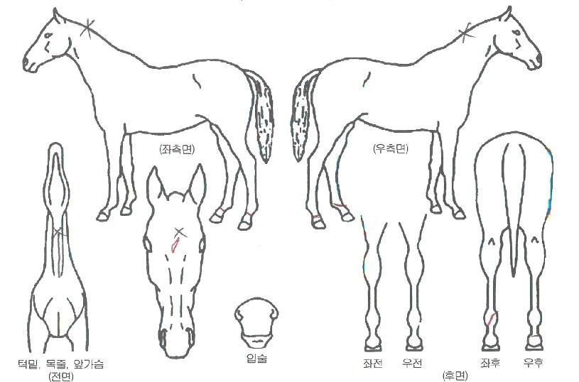 ¾ÆÀÌ¿¥½ºÅ¸ÀÇ Ãø¸é,¿ì¸é,µÞ¸é,µÎ»ó,´Ù¸®ÀÇ Æ¯Â¡µµÇØ