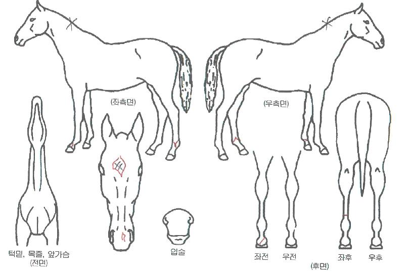 ÇØ¿ÂÀÇ Ãø¸é,¿ì¸é,µÞ¸é,µÎ»ó,´Ù¸®ÀÇ Æ¯Â¡µµÇØ