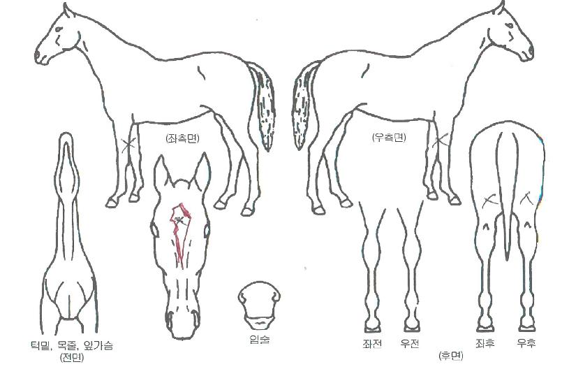 ⿵ÀÇ Ãø¸é,¿ì¸é,µÞ¸é,µÎ»ó,´Ù¸®ÀÇ Æ¯Â¡µµÇØ