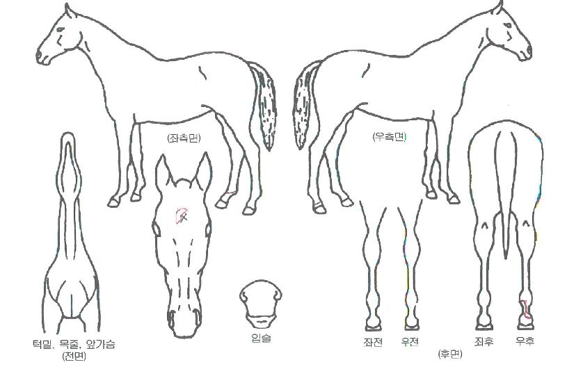 ÀͽºÇø®½ÃƲ¸®ÀÚ¸¶ÀÇ Ãø¸é,¿ì¸é,µÞ¸é,µÎ»ó,´Ù¸®ÀÇ Æ¯Â¡µµÇØ