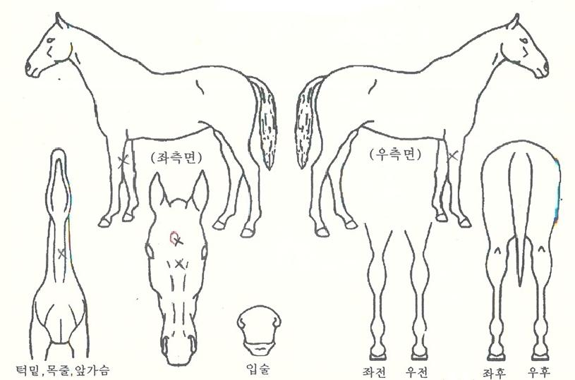 °ñµå¼±ÀÇ Ãø¸é,¿ì¸é,µÞ¸é,µÎ»ó,´Ù¸®ÀÇ Æ¯Â¡µµÇØ