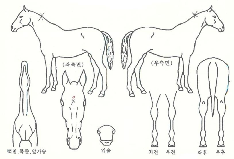 ÆÄÀ̾î¶óÀÌÆ®¹ö´ÏÀÚ¸¶ÀÇ Ãø¸é,¿ì¸é,µÞ¸é,µÎ»ó,´Ù¸®ÀÇ Æ¯Â¡µµÇØ