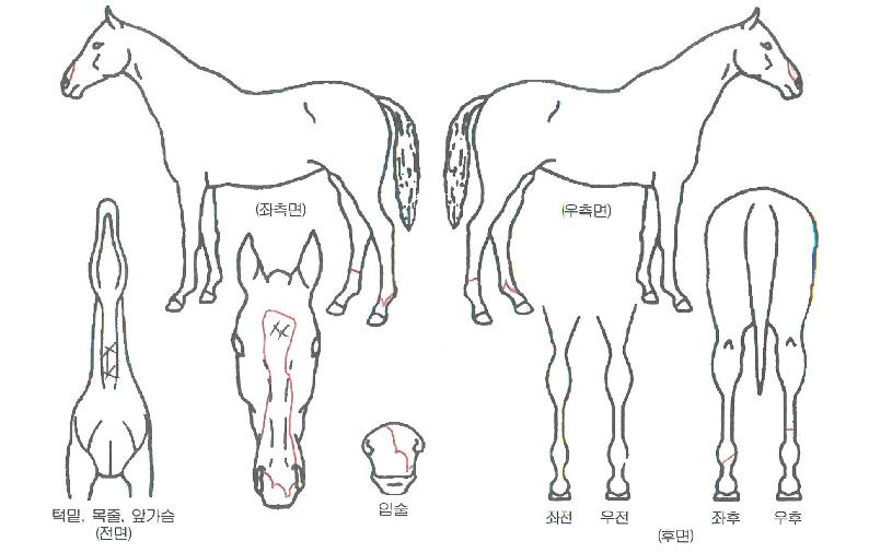 ±¤¸í»ç¶ûÀÇ Ãø¸é,¿ì¸é,µÞ¸é,µÎ»ó,´Ù¸®ÀÇ Æ¯Â¡µµÇØ