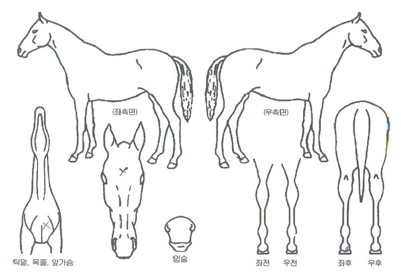 ½´ÆÛ·Î¿ÀÇ Ãø¸é,¿ì¸é,µÞ¸é,µÎ»ó,´Ù¸®ÀÇ Æ¯Â¡µµÇØ