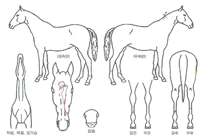 ²ÞÀÇŬ·´ÀÇ Ãø¸é,¿ì¸é,µÞ¸é,µÎ»ó,´Ù¸®ÀÇ Æ¯Â¡µµÇØ