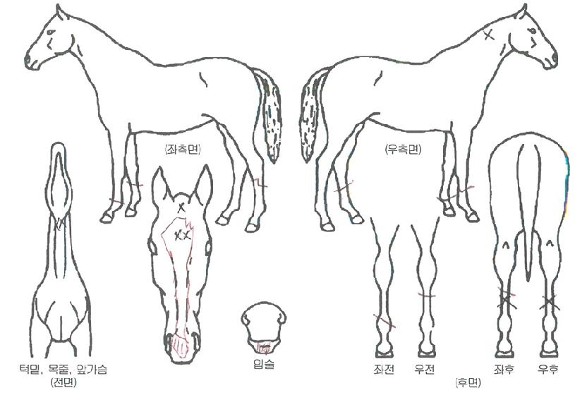 Ŭ¶ó¿ìµð¾Æ½ÃÅ©¸´ÀÚ¸¶ÀÇ Ãø¸é,¿ì¸é,µÞ¸é,µÎ»ó,´Ù¸®ÀÇ Æ¯Â¡µµÇØ