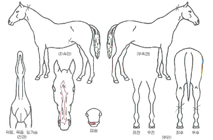 Âû³ªÀÇÁÖÀÎÀÇ Ãø¸é,¿ì¸é,µÞ¸é,µÎ»ó,´Ù¸®ÀÇ Æ¯Â¡µµÇØ