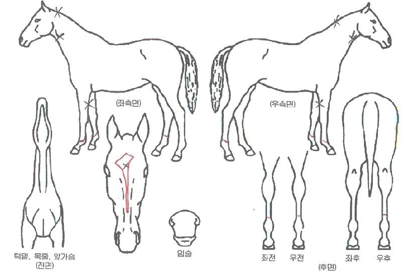 ¿µ±¤ÀÇÆÄÅ©ÀÇ Ãø¸é,¿ì¸é,µÞ¸é,µÎ»ó,´Ù¸®ÀÇ Æ¯Â¡µµÇØ