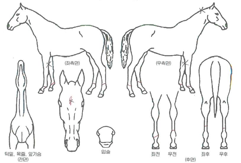 ÃÖ°í´Ù´ç½ÅÀÇ Ãø¸é,¿ì¸é,µÞ¸é,µÎ»ó,´Ù¸®ÀÇ Æ¯Â¡µµÇØ