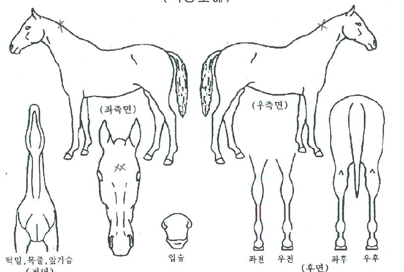 ´í½Ìºí·¹ÀÌÁîÀÇ Ãø¸é,¿ì¸é,µÞ¸é,µÎ»ó,´Ù¸®ÀÇ Æ¯Â¡µµÇØ