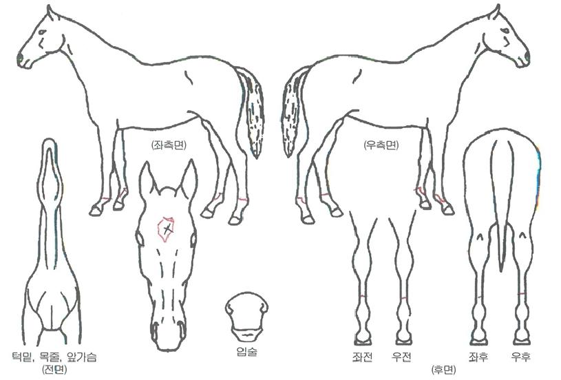 ¸¶»ó±ÍÀçÀÇ Ãø¸é,¿ì¸é,µÞ¸é,µÎ»ó,´Ù¸®ÀÇ Æ¯Â¡µµÇØ