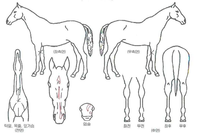 ¹ÝÁöÀÇÁ¦¿ÕÀÇ Ãø¸é,¿ì¸é,µÞ¸é,µÎ»ó,´Ù¸®ÀÇ Æ¯Â¡µµÇØ