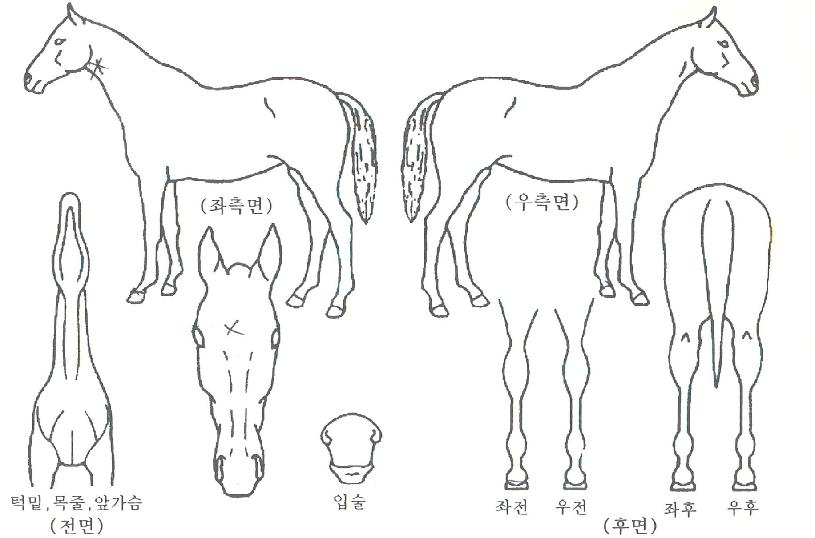 ¾ÆÀ̽º¾î°ÔÀÎÀÇ Ãø¸é,¿ì¸é,µÞ¸é,µÎ»ó,´Ù¸®ÀÇ Æ¯Â¡µµÇØ