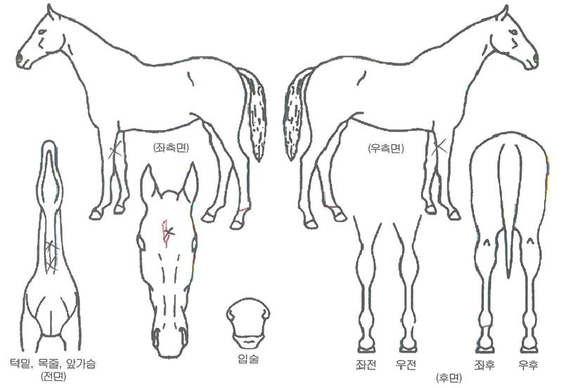 ·ÏÅ··ê·¯ÀÚ¸¶ÀÇ Ãø¸é,¿ì¸é,µÞ¸é,µÎ»ó,´Ù¸®ÀÇ Æ¯Â¡µµÇØ