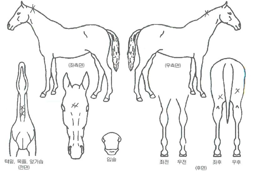 Äè°ËÀÚ¸¶ÀÇ Ãø¸é,¿ì¸é,µÞ¸é,µÎ»ó,´Ù¸®ÀÇ Æ¯Â¡µµÇØ