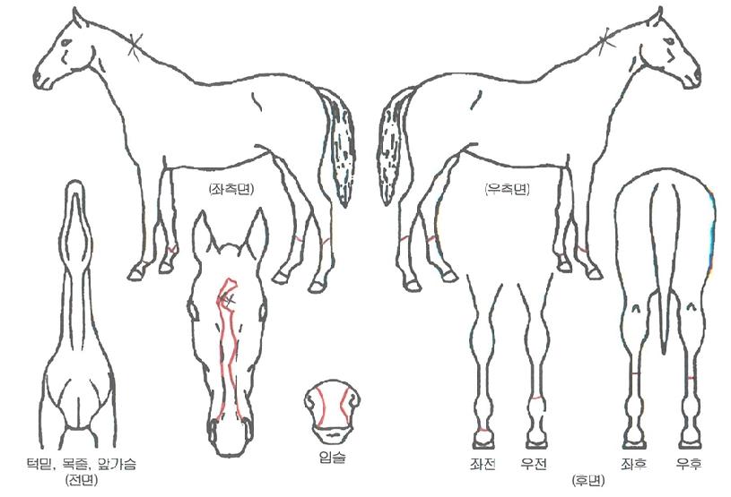 ºñÄ«»è½ºÀÇ Ãø¸é,¿ì¸é,µÞ¸é,µÎ»ó,´Ù¸®ÀÇ Æ¯Â¡µµÇØ