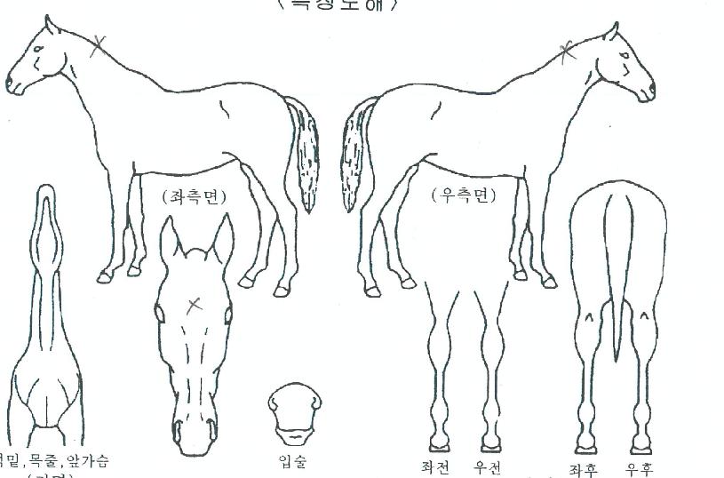 ÇØ°¡¶á´ÙÀÇ Ãø¸é,¿ì¸é,µÞ¸é,µÎ»ó,´Ù¸®ÀÇ Æ¯Â¡µµÇØ