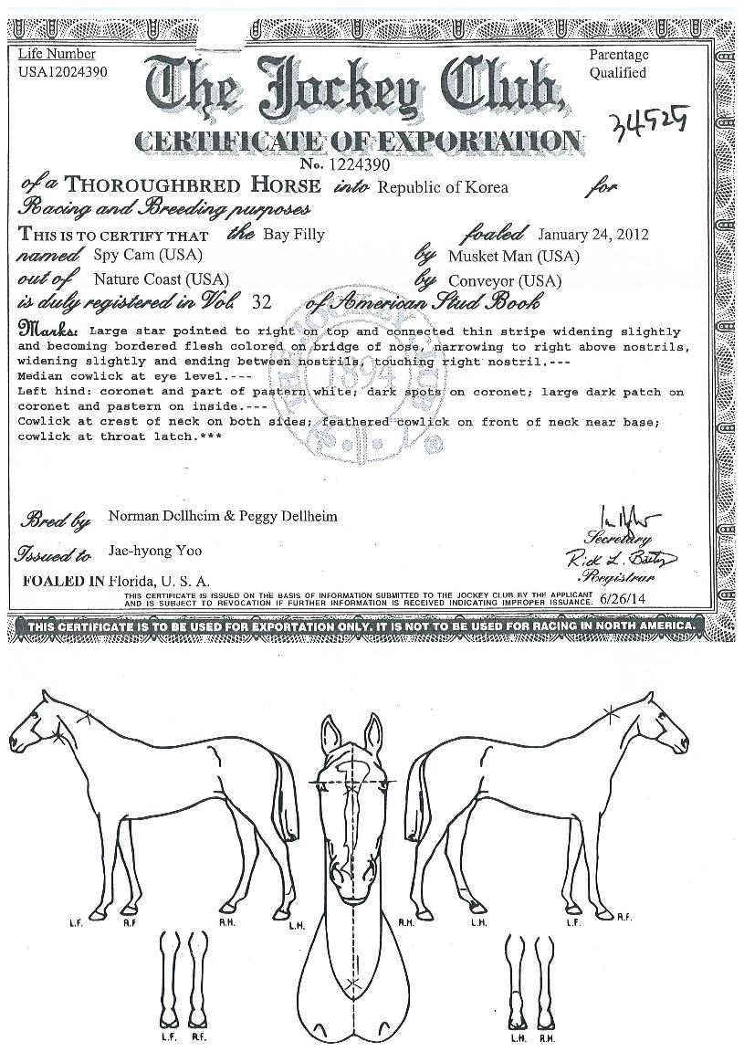 ½ºÆÄÀÌÄ·ÀÇ Ãø¸é,¿ì¸é,µÞ¸é,µÎ»ó,´Ù¸®ÀÇ Æ¯Â¡µµÇØ