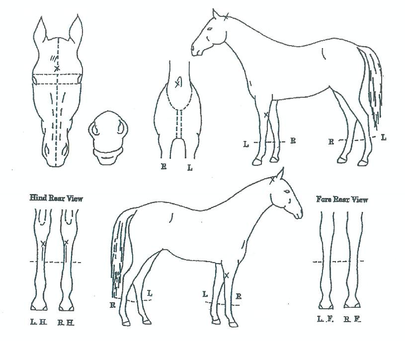 ÄýÁîÆÓ¸®½ºÀÇ Ãø¸é,¿ì¸é,µÞ¸é,µÎ»ó,´Ù¸®ÀÇ Æ¯Â¡µµÇØ