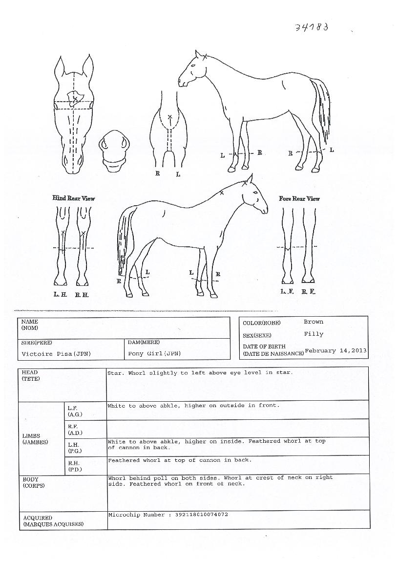 ºí·çij½½ÀÇ Ãø¸é,¿ì¸é,µÞ¸é,µÎ»ó,´Ù¸®ÀÇ Æ¯Â¡µµÇØ