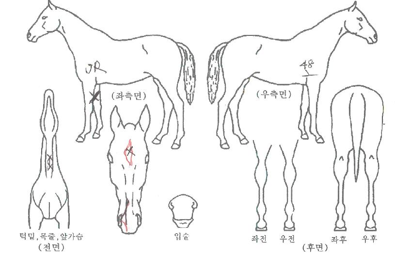 Áø°ÝÀǰÅÀåÀÇ Ãø¸é,¿ì¸é,µÞ¸é,µÎ»ó,´Ù¸®ÀÇ Æ¯Â¡µµÇØ