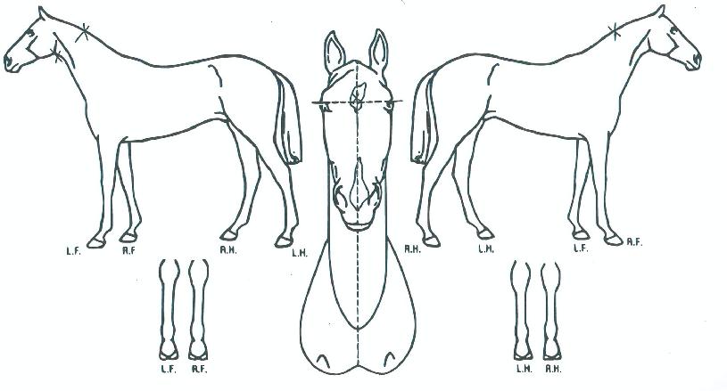 ÆÄ¿ö½Ã½ºÅÍÀÇ Ãø¸é,¿ì¸é,µÞ¸é,µÎ»ó,´Ù¸®ÀÇ Æ¯Â¡µµÇØ