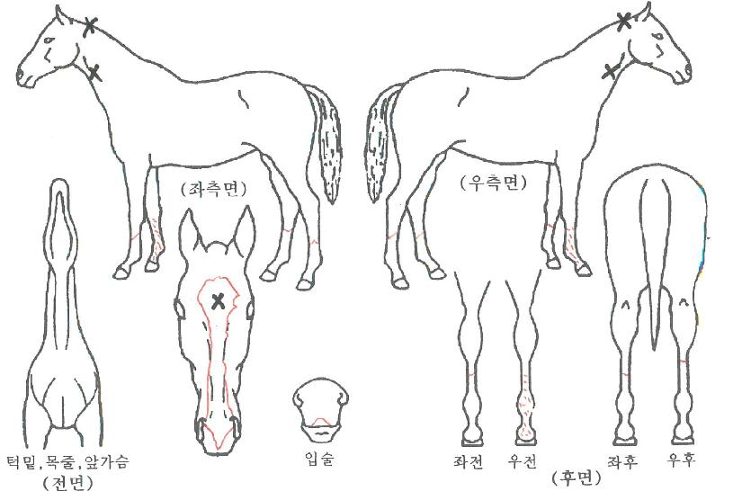 ÇÁ¸®Æ¼Ä«¿ì°ÉÀÇ Ãø¸é,¿ì¸é,µÞ¸é,µÎ»ó,´Ù¸®ÀÇ Æ¯Â¡µµÇØ