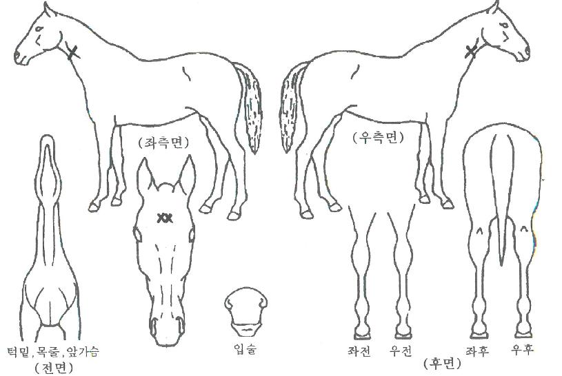 ¹Ì½º°³Ã÷ºñ¥±ÀÇ Ãø¸é,¿ì¸é,µÞ¸é,µÎ»ó,´Ù¸®ÀÇ Æ¯Â¡µµÇØ