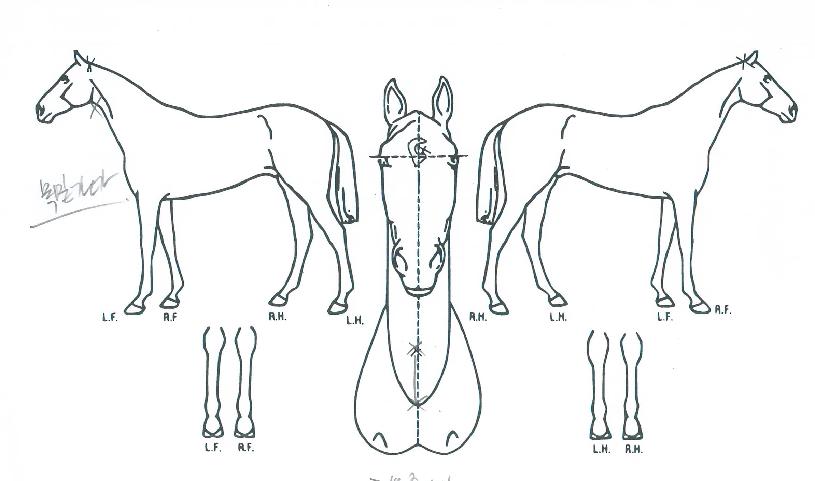 ½´ÆÛ¯ÀÇ Ãø¸é,¿ì¸é,µÞ¸é,µÎ»ó,´Ù¸®ÀÇ Æ¯Â¡µµÇØ