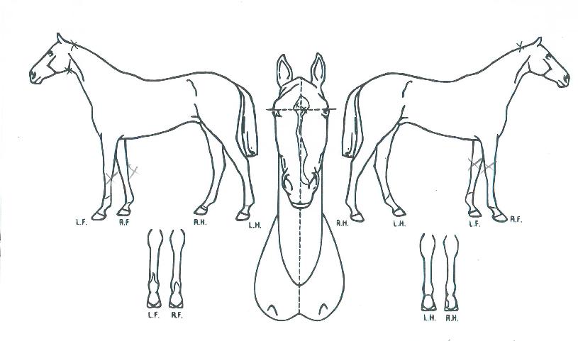 ¹ø°³ºñÈ£ÀÇ Ãø¸é,¿ì¸é,µÞ¸é,µÎ»ó,´Ù¸®ÀÇ Æ¯Â¡µµÇØ