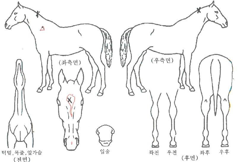 ¹Ì½º»çµð¶óÀÇ Ãø¸é,¿ì¸é,µÞ¸é,µÎ»ó,´Ù¸®ÀÇ Æ¯Â¡µµÇØ