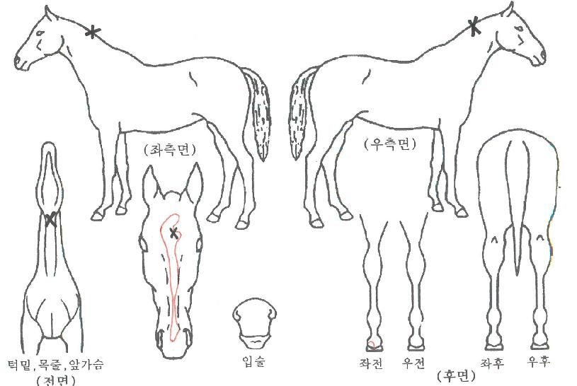 ¼¤ÆäÀÎ¾ÖÆ¼Æ©µåÀÇ Ãø¸é,¿ì¸é,µÞ¸é,µÎ»ó,´Ù¸®ÀÇ Æ¯Â¡µµÇØ