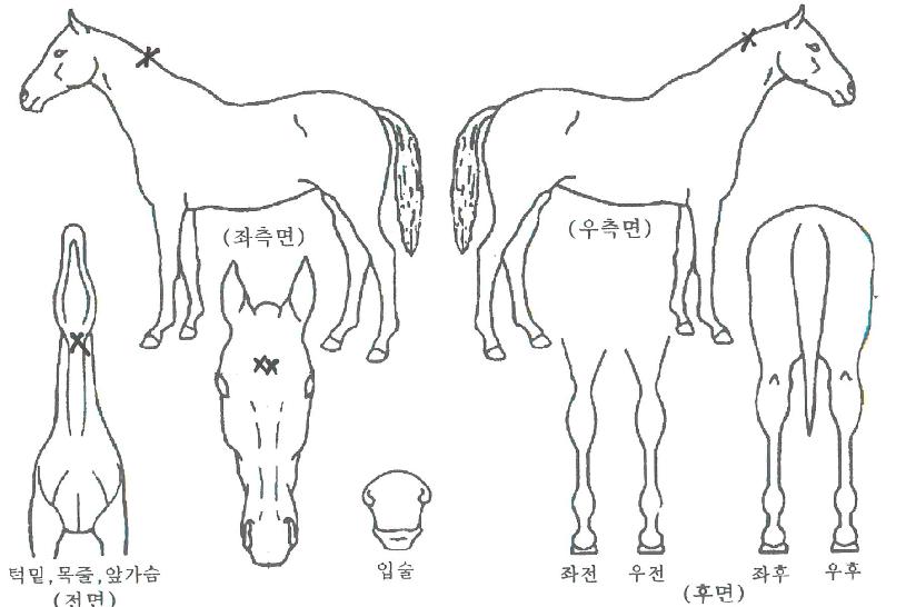 Åä´ÏÅõ½º¿ÏÀÇ Ãø¸é,¿ì¸é,µÞ¸é,µÎ»ó,´Ù¸®ÀÇ Æ¯Â¡µµÇØ