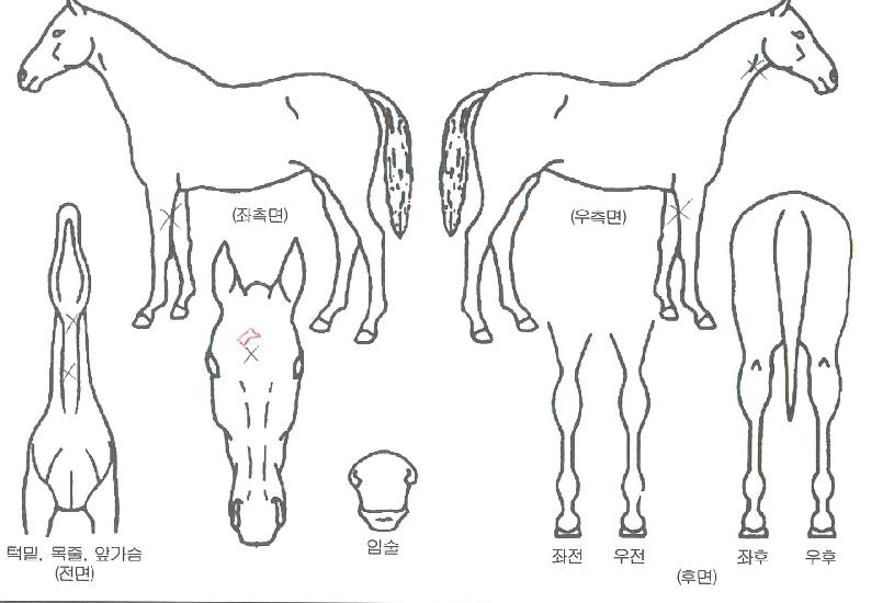 ±Û·Î¸®°ÉÄ¡ÀÇ Ãø¸é,¿ì¸é,µÞ¸é,µÎ»ó,´Ù¸®ÀÇ Æ¯Â¡µµÇØ