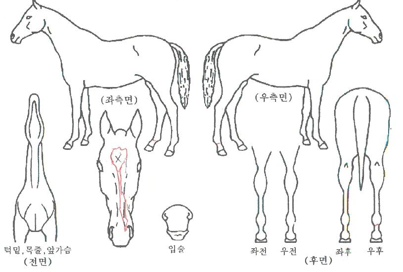 ³ªÀ̳ÊŸÀÓÀÇ Ãø¸é,¿ì¸é,µÞ¸é,µÎ»ó,´Ù¸®ÀÇ Æ¯Â¡µµÇØ