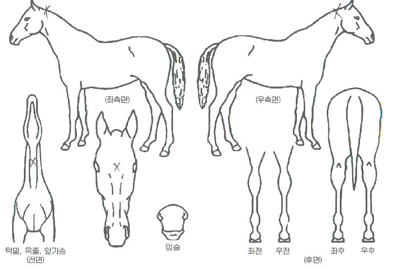 º¼µå³ªÀ̳ÊÀÇ Ãø¸é,¿ì¸é,µÞ¸é,µÎ»ó,´Ù¸®ÀÇ Æ¯Â¡µµÇØ