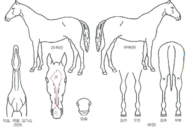 ³ªÀÌÆ®Ç»¸®ÀÇ Ãø¸é,¿ì¸é,µÞ¸é,µÎ»ó,´Ù¸®ÀÇ Æ¯Â¡µµÇØ