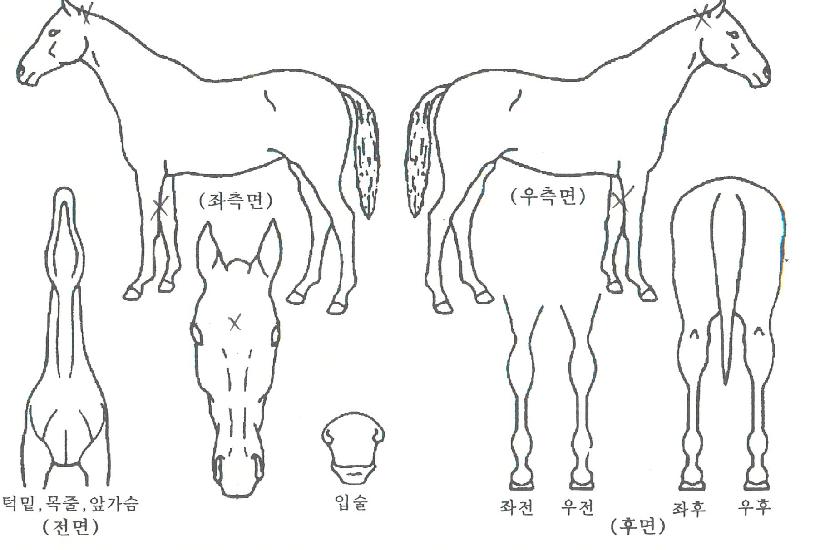 õÇÏÁ¦¿ÕÀÇ Ãø¸é,¿ì¸é,µÞ¸é,µÎ»ó,´Ù¸®ÀÇ Æ¯Â¡µµÇØ