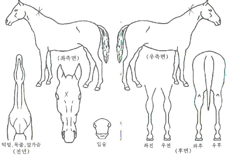 ´ÃǪ¸¥ÅʰíÀÇ Ãø¸é,¿ì¸é,µÞ¸é,µÎ»ó,´Ù¸®ÀÇ Æ¯Â¡µµÇØ