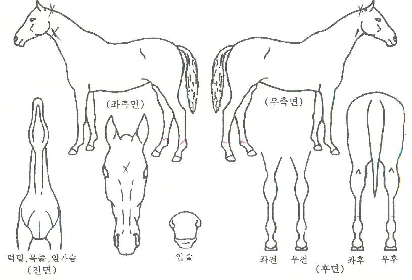 ½º¸ô¸µÀÇ Ãø¸é,¿ì¸é,µÞ¸é,µÎ»ó,´Ù¸®ÀÇ Æ¯Â¡µµÇØ