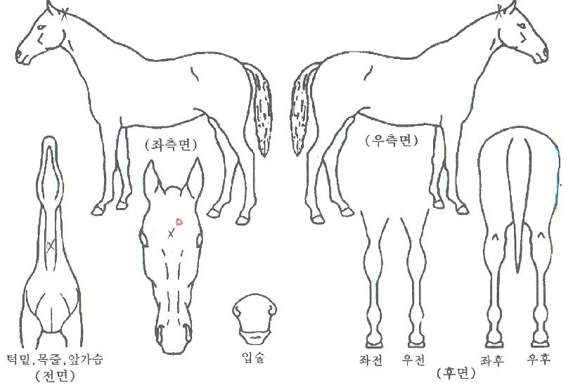 ÀüÅõ±âÀÚ¸¶ÀÇ Ãø¸é,¿ì¸é,µÞ¸é,µÎ»ó,´Ù¸®ÀÇ Æ¯Â¡µµÇØ