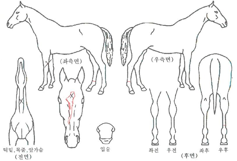 ·Î¿¸Ó´ÏÀÇ Ãø¸é,¿ì¸é,µÞ¸é,µÎ»ó,´Ù¸®ÀÇ Æ¯Â¡µµÇØ